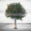 Large Artificial Ficus Tree