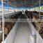 LTX006 steel structure cow shed