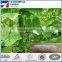 Plant net