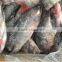 Frozen Good Black Tilapia 500-800g