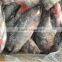 Frozen Black Tilapia For Sale/Chopa