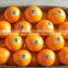 Grade A Fresh Navel Orange, fresh fruit