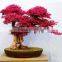 red flower Loropetalum chinense for ornamental outdoor landscaping beautiful bonsai plants