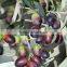 High Quality Olea europaea L with Oleanolic Acid