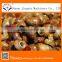 River Snail Field Snail Tail Cutter