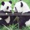 professional design cute factory price cute cuddly animals