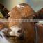 rfid animal ear tag for livestock identification&management