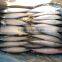 freezing pacific mackerel on sale