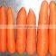 2021 New Crop Fresh Carrot