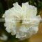 Low price Snow White white color carnation flower