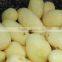Factory Supply Best Price Potato Washing Peeling Machine