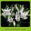 Pretty looking snow white lily real natural wholesale for decoration