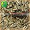 Sun Flower Seed 5009 From China