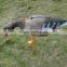 XPE foam speckbelly goose decoy