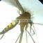 30 pieces of hot professional zoology medical parasitology prepared slides set for university