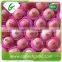 Hot Sale Fresh Organic Fuji Apple for Sale
