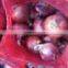 Egyptian Onion