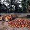 Very good Ivory Coast Palm Oil