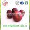 Export bulk chinese Best quality fresh red onion