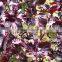 Chinese vanilla vegetable Red Perilla seeds growing