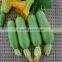 King F1 Hybrid Squash Seeds