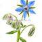Cold pressed best price organic Borage seed Oil essential oil cure PMS