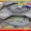 FROZEN BIGEYE SCAD WHOLE ROUND