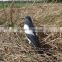 Full Body Flocked Magpie Decoy With Stake
