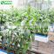 Agricultural Greenhouse Indoor Hydroponic Channels Set hydroponic growing systems