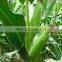 AcNPV + Bt provide control conopomorpha sinensis bradley