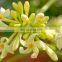 High quality dried papaya flower heath/Heath benafits dried papaya  flower handmade in Vietnam