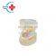 HC-S409 hot sale Human dental study model  transparent dental pediatric model pvc baby teeth development model
