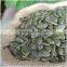 Green Pumpkin Seeds and Bulk Pumpkin Seeds GWS
