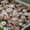 High quality and Anti-cancer wholesale dried shiitake mushroom