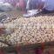 2016 New Crop Normal White Garlic/Purple Garlic/Red Garlic