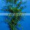 wholesale the top quality fresh cut Asparagus cochinchinensis with the high quality