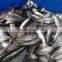 FROZEN DOTTED GIZZARD SHAD FISH W/R - SIZE 4/6