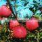 TOP SELLING!! Cheap Prices Red Delicious Apple Sale Fresh Qinguan Apples From Shandong