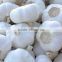 Supply Chinese Fresh pure white garlic with good quality for sale