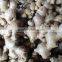 Fresh Ginger from viet nam 2014 - 2015