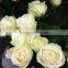 Fresh cut flowers suppliers white rose flowers