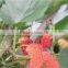 Mulberry tree seedling