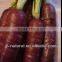 Black carrot juice powder water soluble manufacture with GMP, HACCP, KOSHER, HALAL ISO
