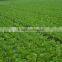 Seaweed liquid root fertilizer