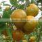 humic acid liquid fertilizer used in vegetables and fruits or all kinds of crops