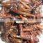 Bird Food dried crickets // dried mealworms // grasshopper
