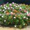 SOL 2015 Self-watering Vertical Planter Flower Decoration Self-watering Planter