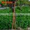 High Carbon Steel Professional Crow Bar