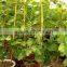 Cheap make bamboo garden trellis,bamboo cane trellis