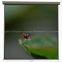 Square Steel Housing Self-lock Wall Projection Screen